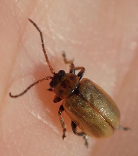 Réf. 226 185 : Lochmaea capreae